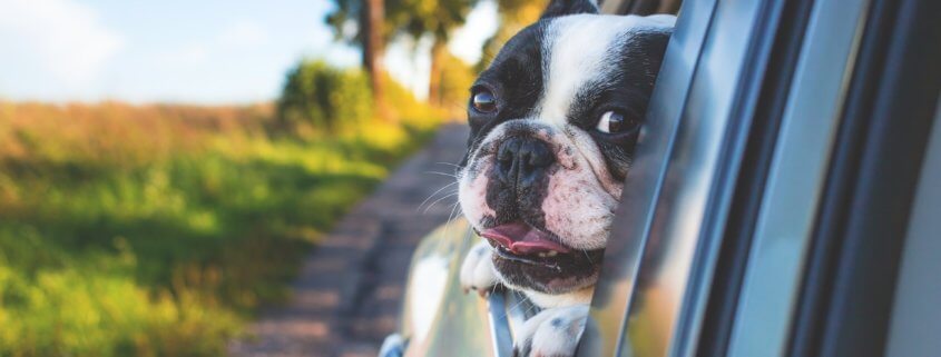 Pet Insurance Okemos, Michigan