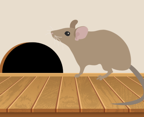 Rodent Damage & Preventative Steps to Take This Winter in Okemos, MI
